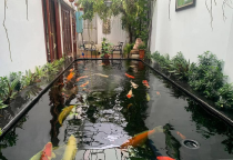 Thi công hồ cá Koi 40 khối Thảo Điền Quận 2