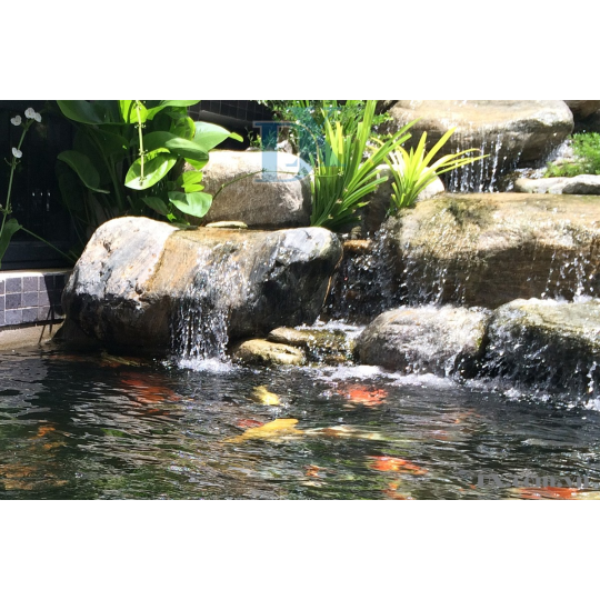 Hồ cá Koi 60 khối lọc truyền thống